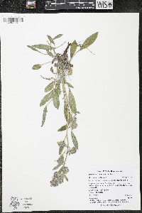 Phacelia hastata image