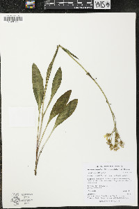 Senecio integerrimus image