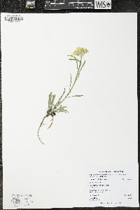 Erysimum capitatum var. purshii image