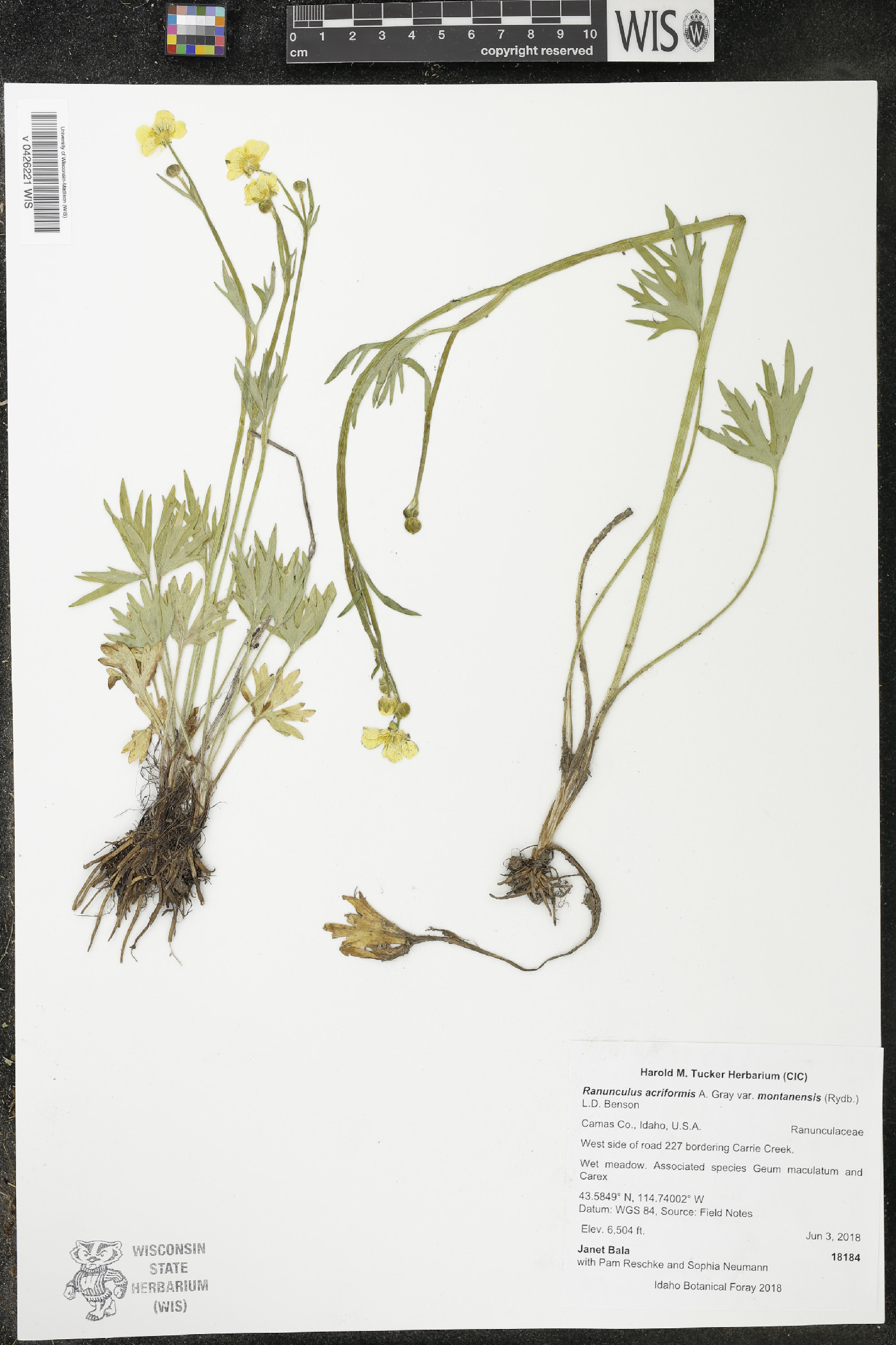 Ranunculus acriformis var. montanensis image