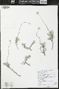 Antennaria microphylla image