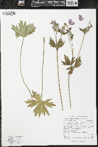Geranium viscosissimum image