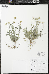 Erigeron pumilus image