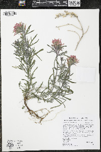 Castilleja angustifolia image