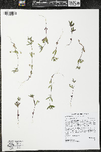 Collinsia parviflora image