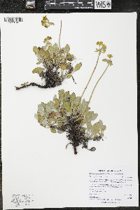 Eriogonum umbellatum var. umbellatum image