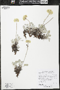 Eriogonum ovalifolium var. purpureum image