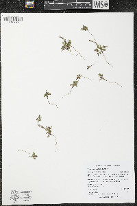 Polygonum austiniae image