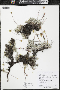 Eriogonum caespitosum image