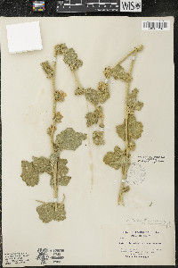 Malacothamnus aboriginum image