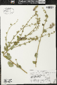 Malacothamnus fasciculatus image
