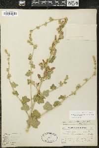 Malacothamnus fasciculatus image