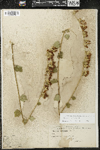 Malacothamnus fasciculatus image