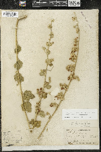 Malacothamnus fasciculatus image