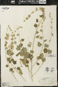 Malacothamnus fasciculatus image