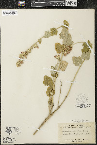 Malacothamnus fasciculatus image