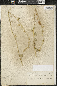 Malacothamnus fremontii image