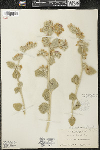 Malacothamnus fremontii image