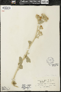 Malacothamnus fremontii image