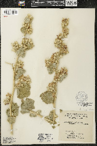Malacothamnus fremontii image