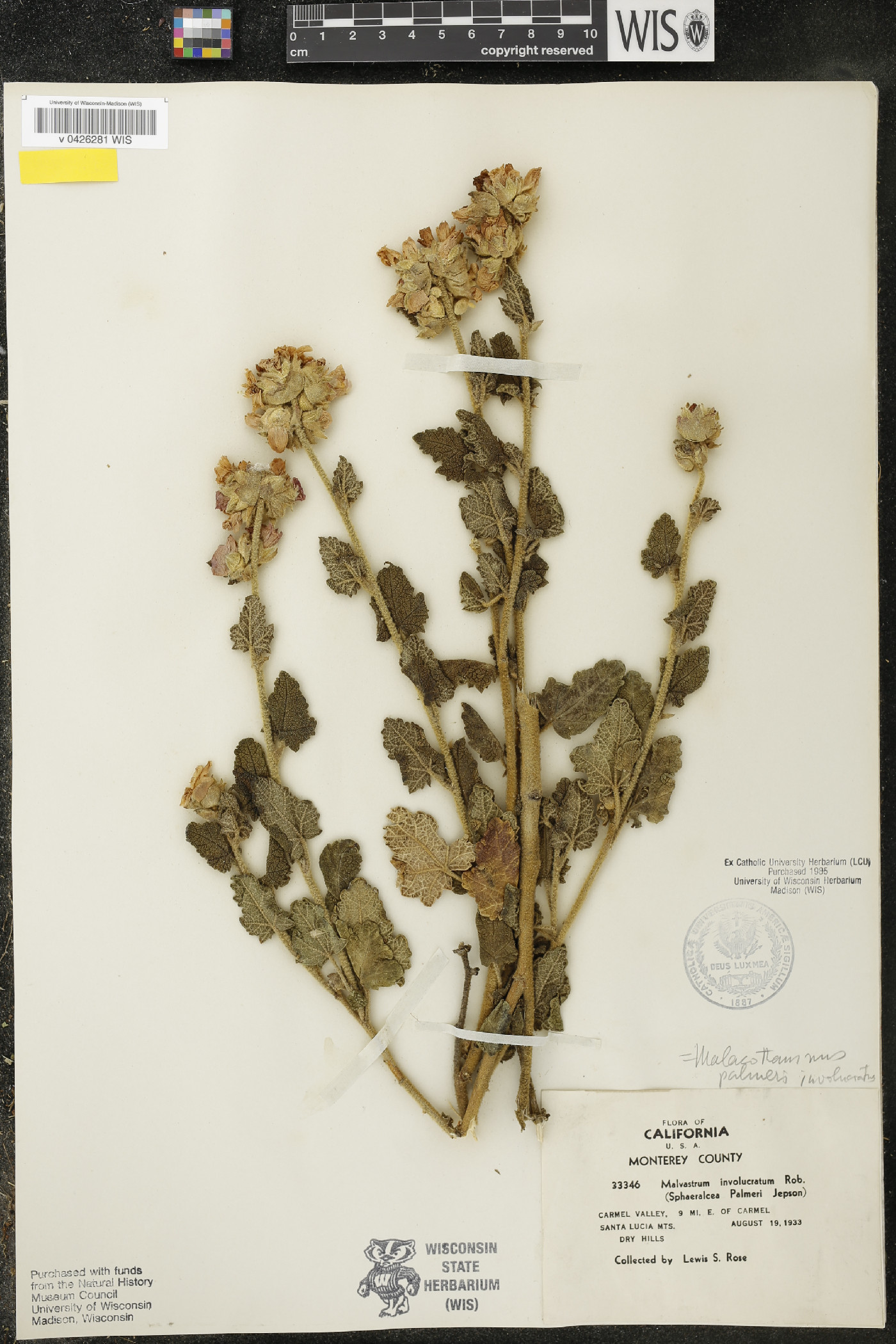 Malacothamnus palmeri image