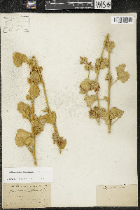 Malacothamnus densiflorus image