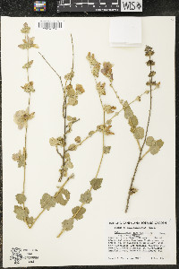 Malacothamnus fasciculatus image