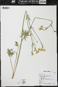 Ranunculus acris image