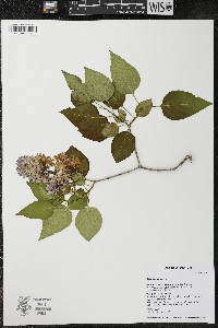 Syringa vulgaris image