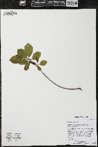 Frangula alnus image