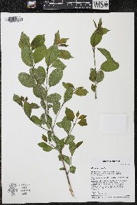 Rhamnus cathartica image