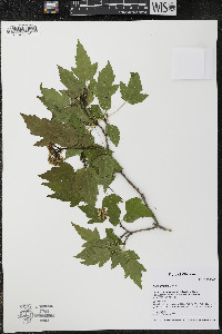 Acer ginnala image