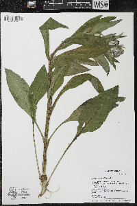 Cynoglossum officinale image