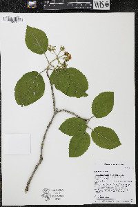 Viburnum lantana image