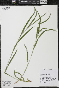 Carex grisea image