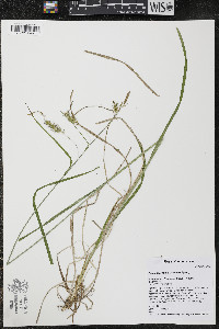 Carex sprengelii image