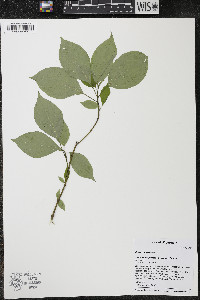 Cornus alternifolia image