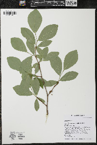 Dirca palustris image