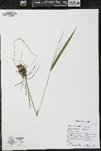 Festuca subverticillata image