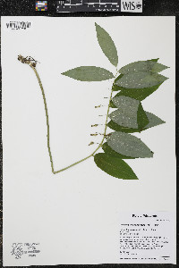 Polygonatum pubescens image