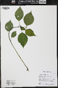 Laportea canadensis image