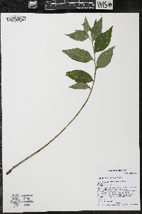 Lithospermum latifolium image