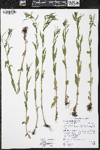 Epilobium ciliatum subsp. glandulosum image