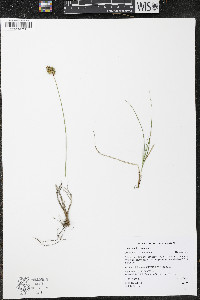 Carex pachycarpa image