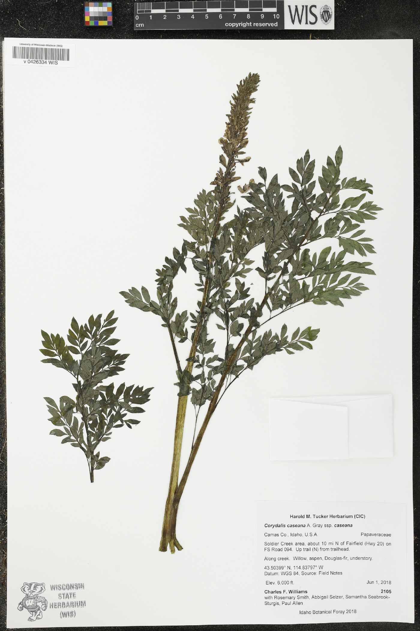 Corydalis caseana subsp. caseana image