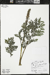 Corydalis caseana image