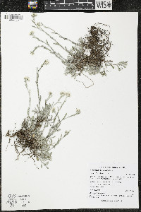 Antennaria microphylla image