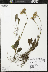 Senecio integerrimus image