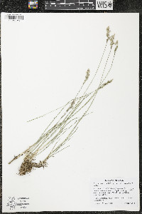 Poa cusickii image