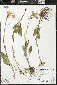 Senecio integerrimus var. exaltatus image